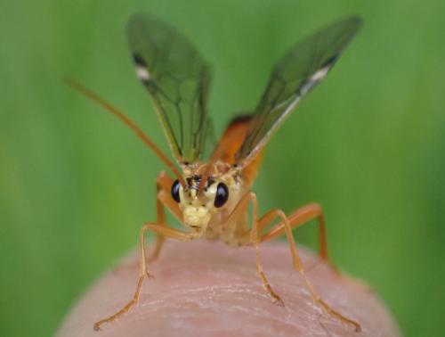 Tenthredopsis litterata